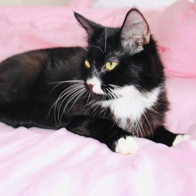 Photo of Calypso   Located In Croydon
