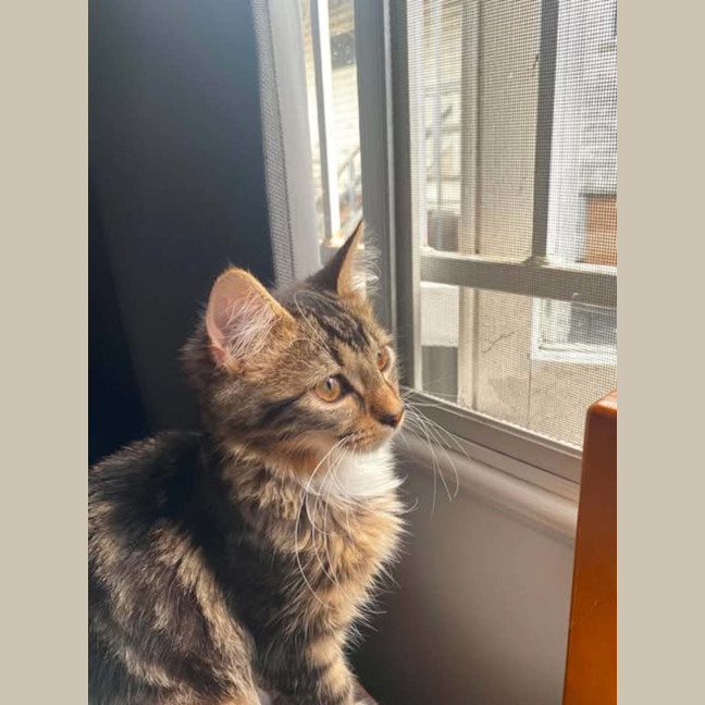 Photo of Ned