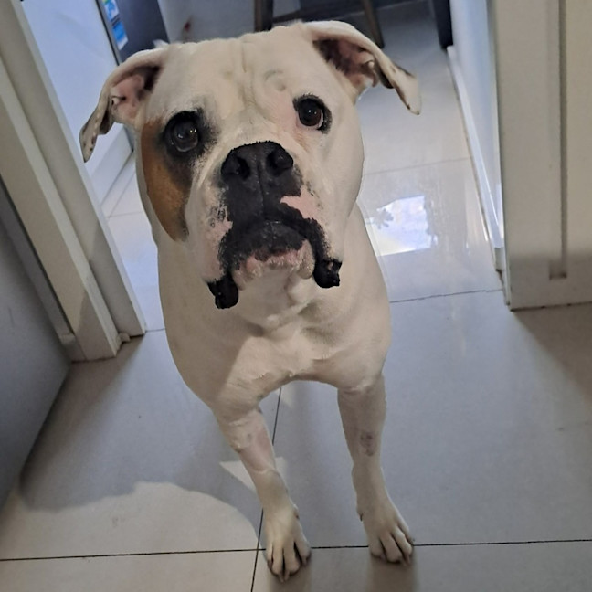 Photo of Butch