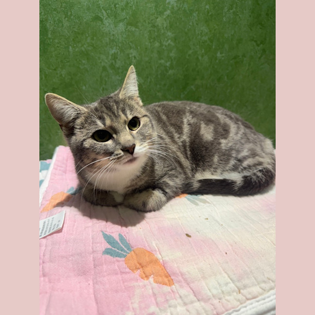 Photo of Violet