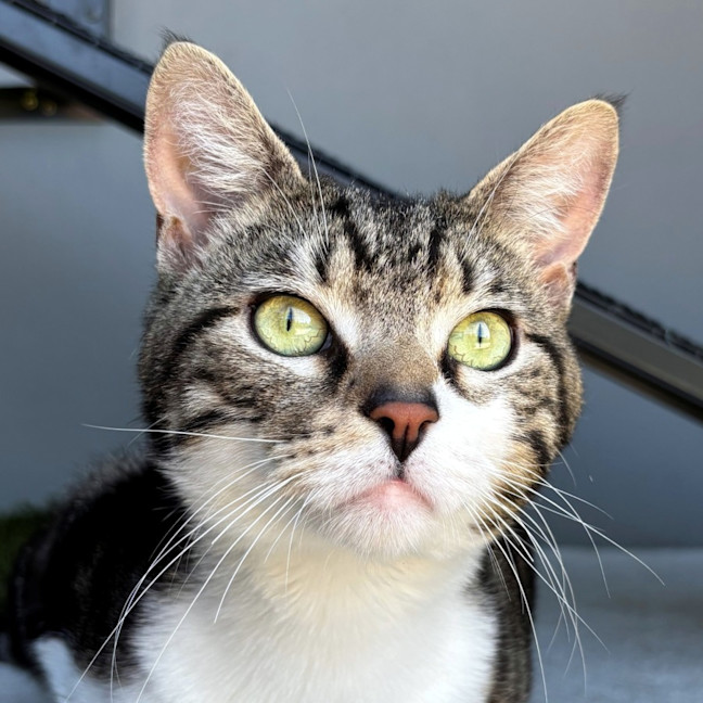 Photo of Bear Sua013228