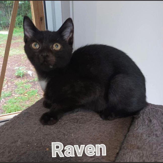 Photo of Raven