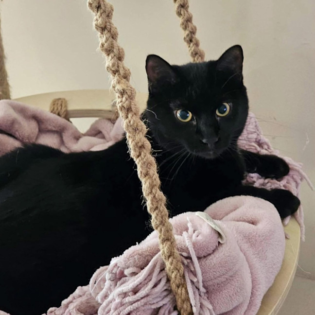 Photo of 11757   Popsicle