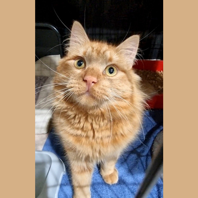Photo of Henry