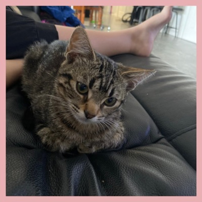 Photo of Biscuit
