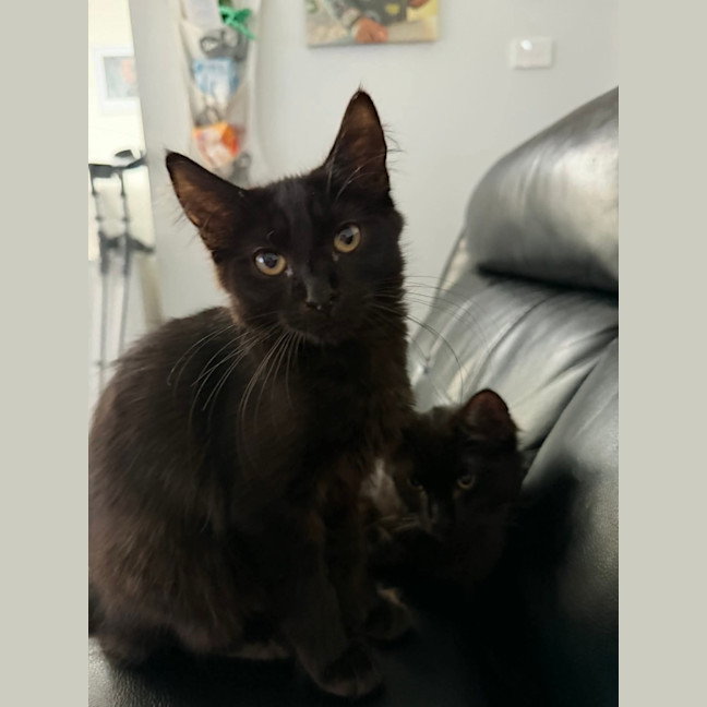 Photo of Licorice & Oreo