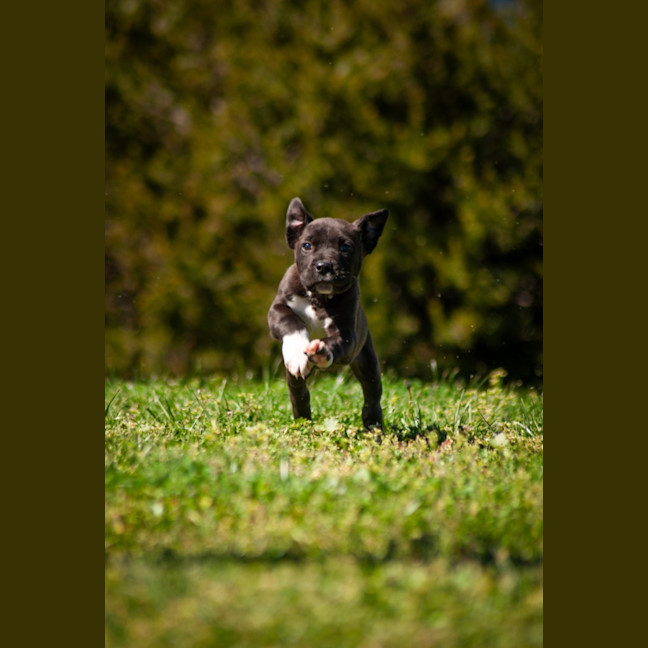 Photo of Archie