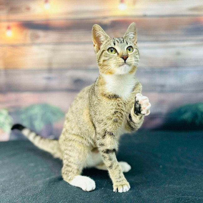 Photo of Tilly   Located In Preston 