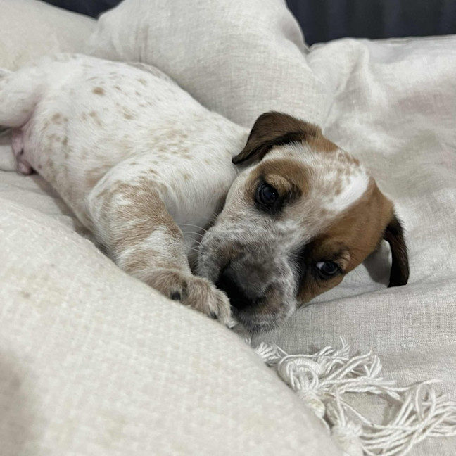 Photo of Finn The Human