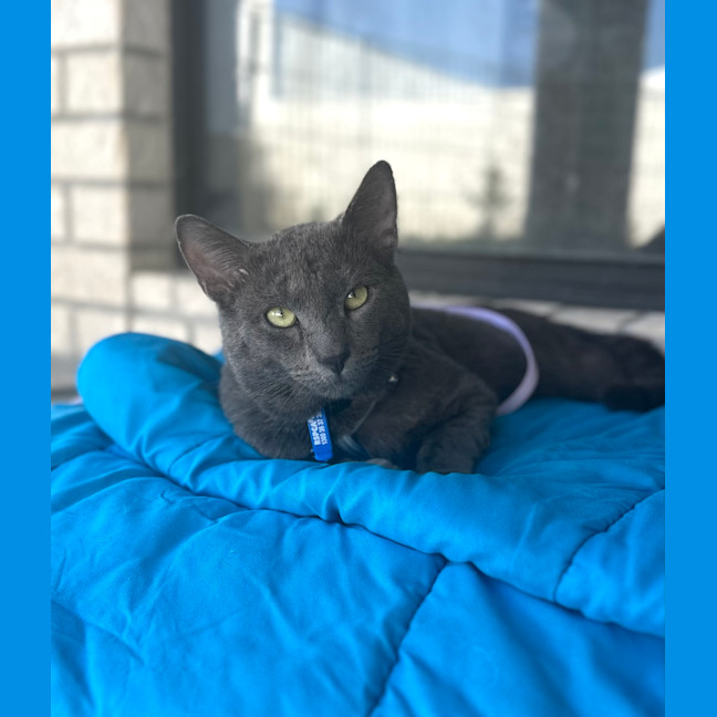 Photo of Sirius