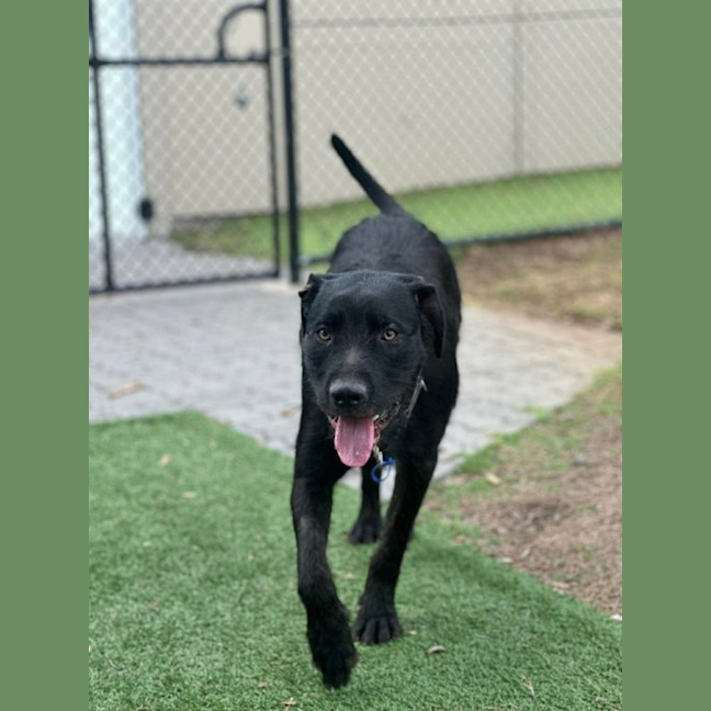 Photo of Tui   1 Year Old Wolfhound X