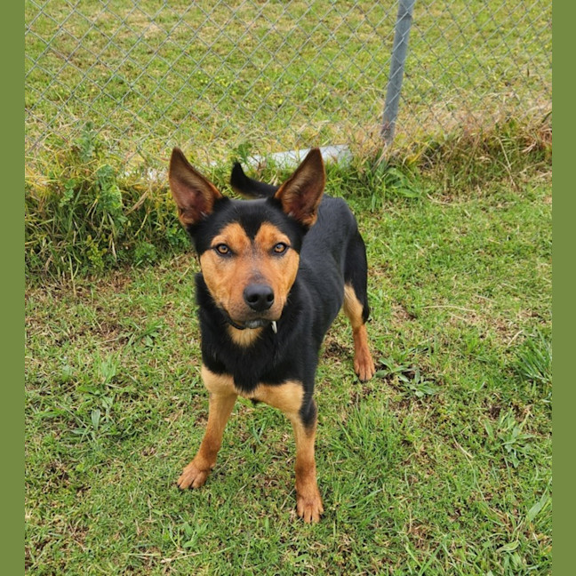 Photo of Cruiser (67259)