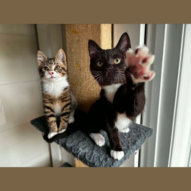 Photo of Boo & Pip