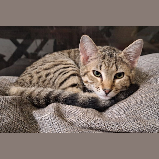Photo of Nala