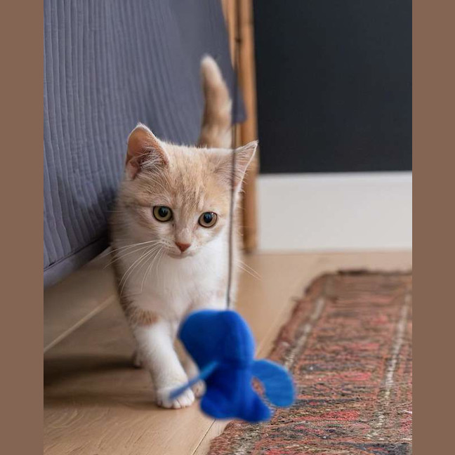 Photo of Blossom