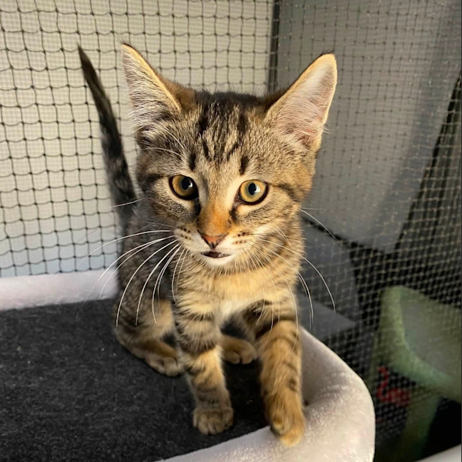 Photo of Fudge