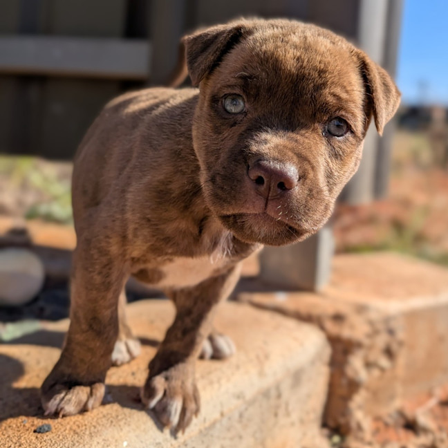 Photo of Duchess