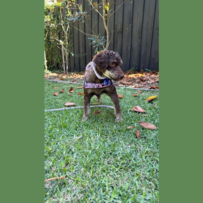 Photo of Coco & Bubbles   3 & 1 Yo Toy Poodle