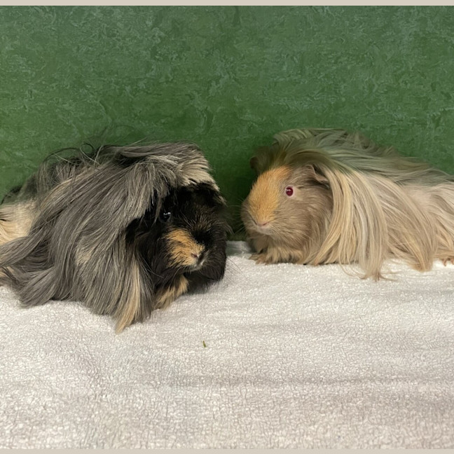 Photo of Ella (Bonded To Donna Noble)