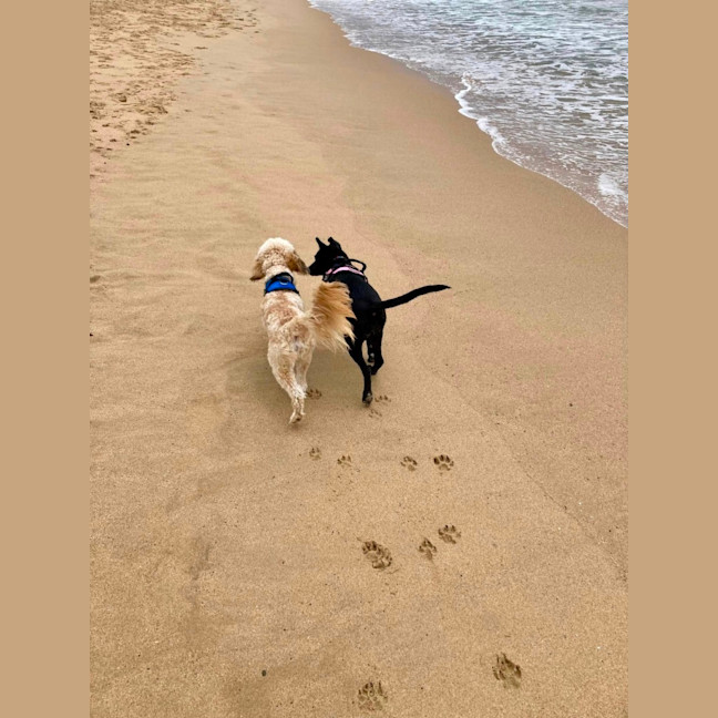 Photo of 🐾 Tess 🐾