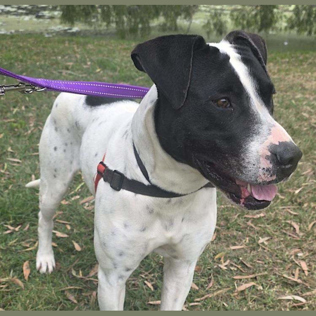 Photo of Sundae