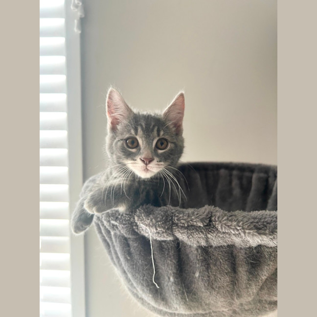 Photo of Grover