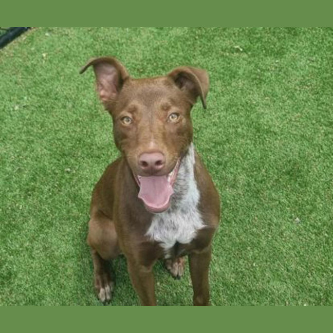 Photo of Milo