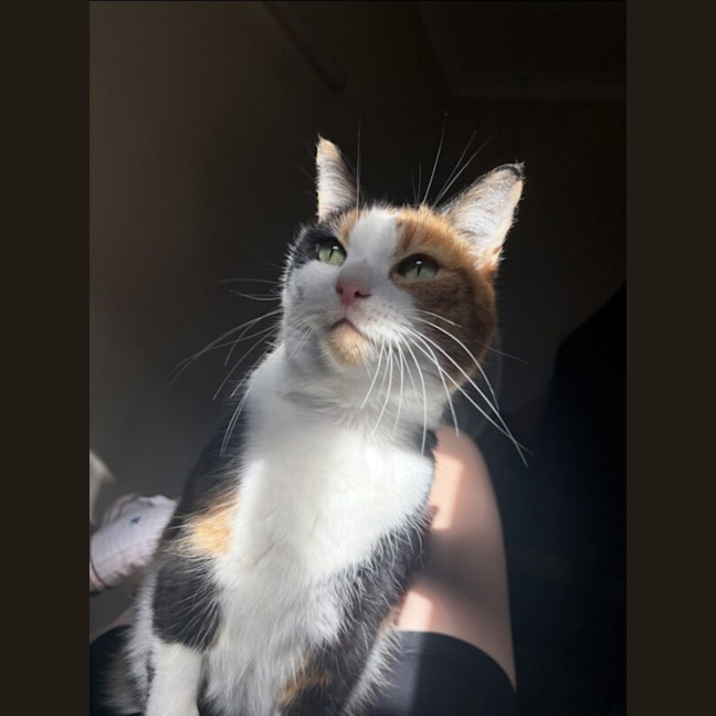 Photo of Maple