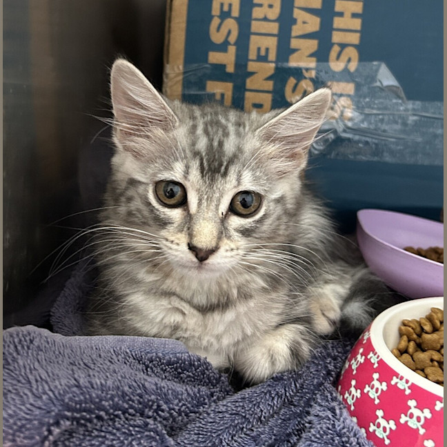 Photo of Star