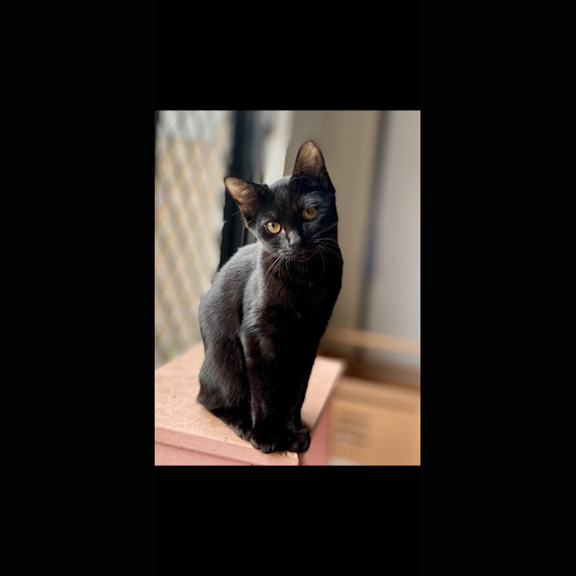 Photo of Cj (Charlee Junior)