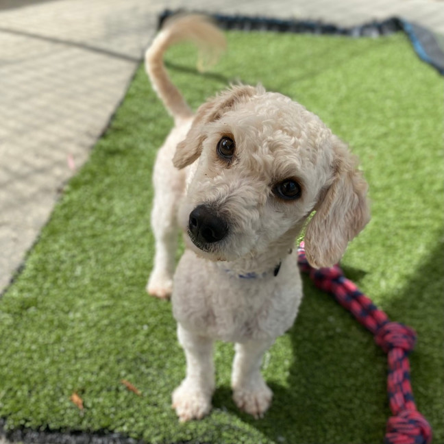 Photo of Marshmallow 