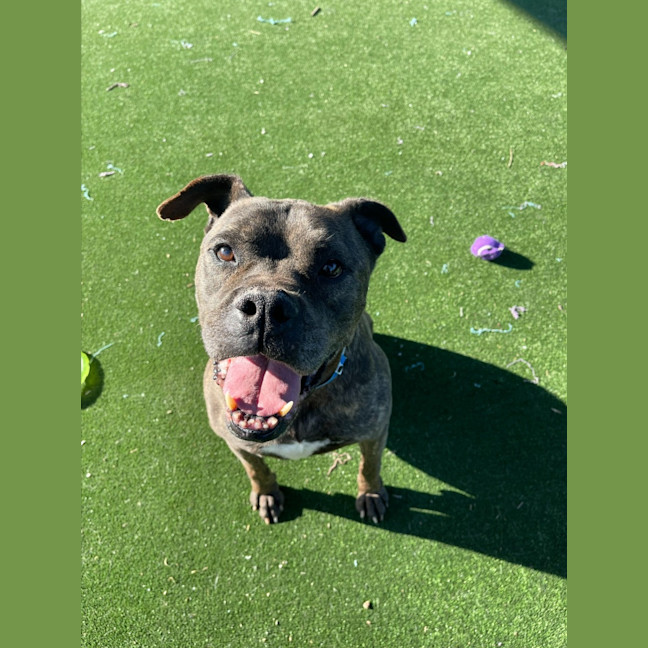 Photo of Maurice Imp 1431