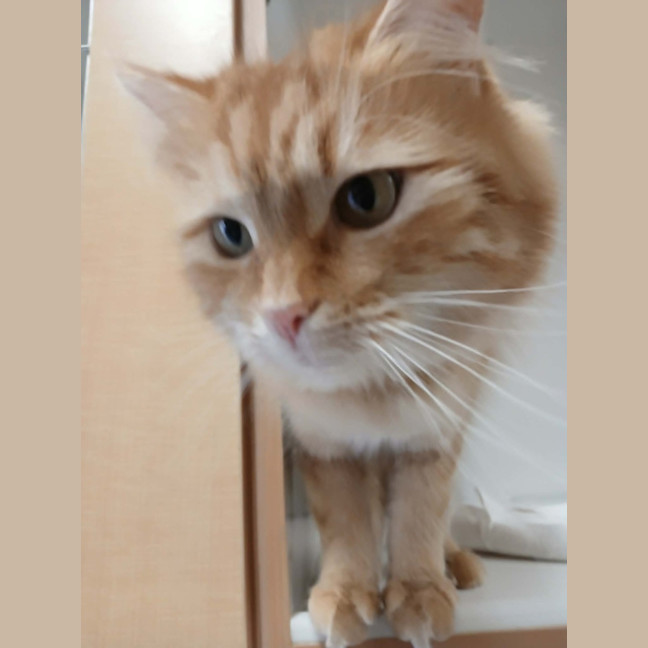 Photo of Cosmo