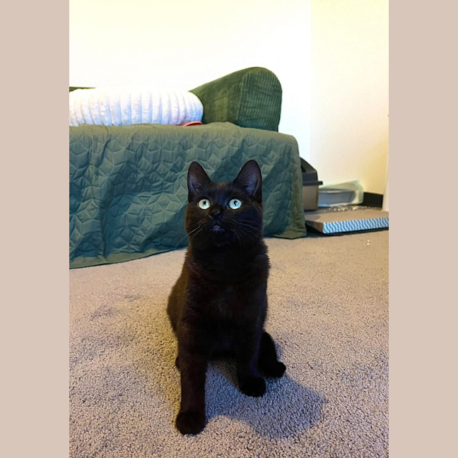 Photo of Otis