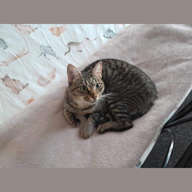 Photo of Twila Meet Me@Petstock Dandenong Store