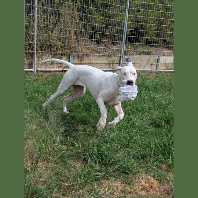 Photo of Blondie 