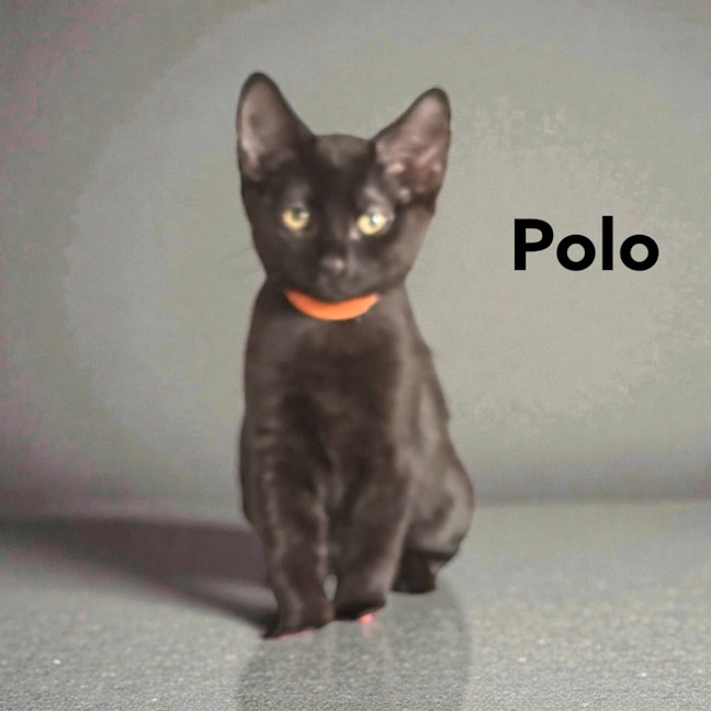 Photo of Polo