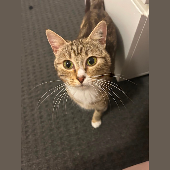 Photo of Chai 
