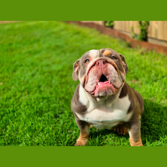 Photo of Pebbles