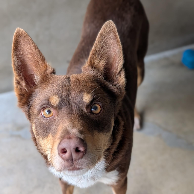 Photo of Copper