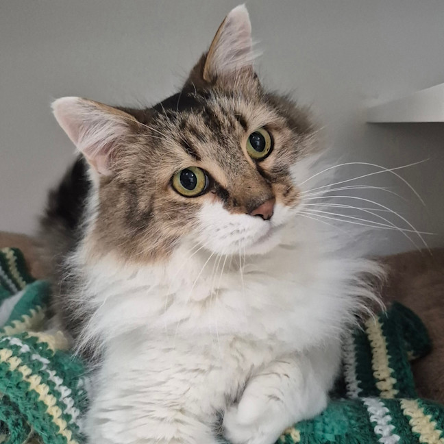 Photo of Lé Chonk 