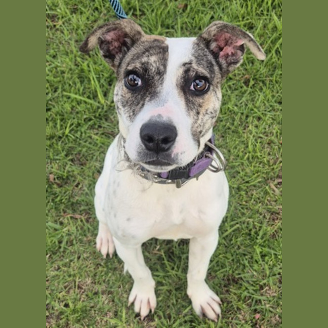 Photo of Cracker (66477)