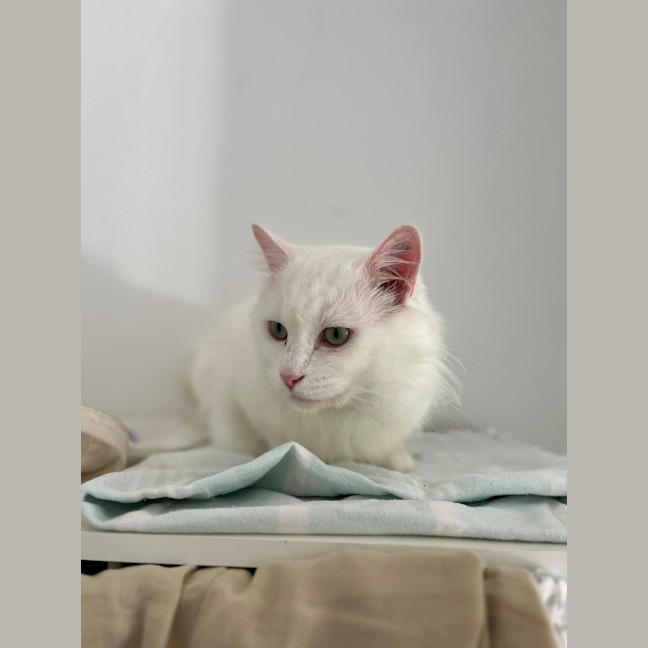 Photo of Winston