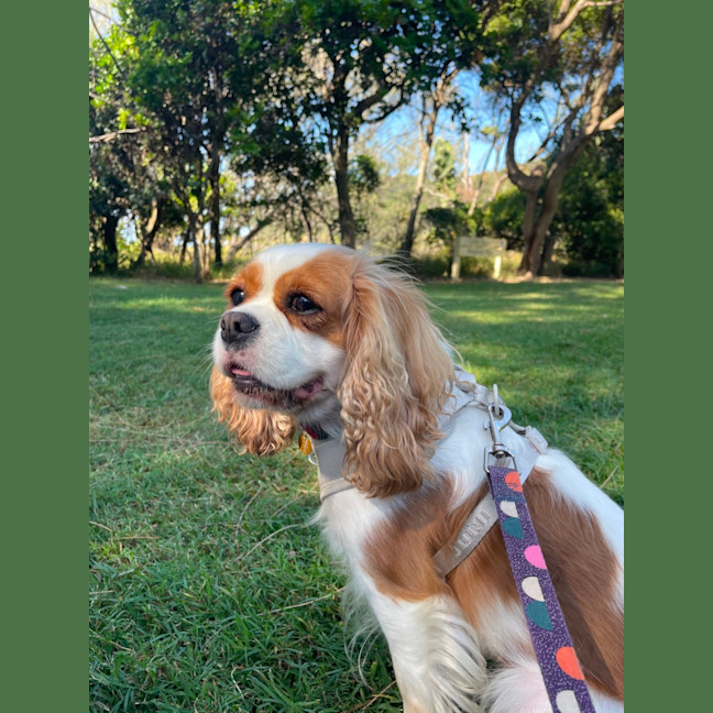Photo of Zuri