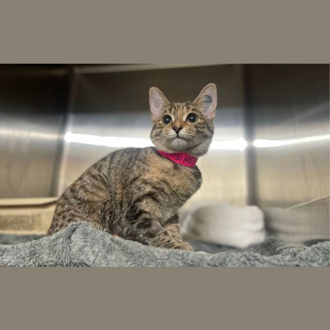 Photo of Cleo