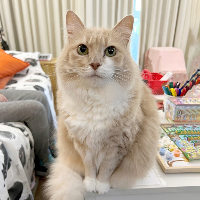 Photo of Mishka