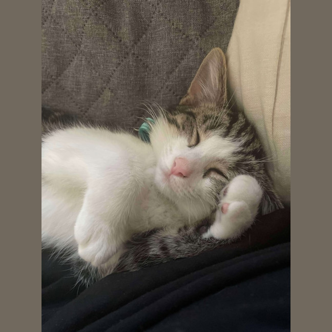 Photo of Toffee