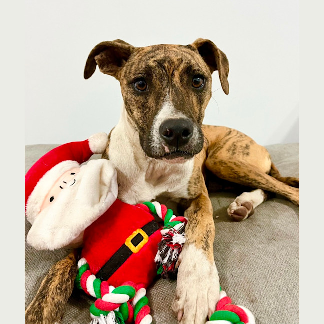 Photo of Poppy   8 Month Old Whippet X Mastiff (Trial)