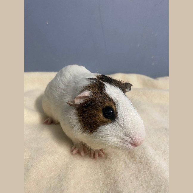 Photo of Simon