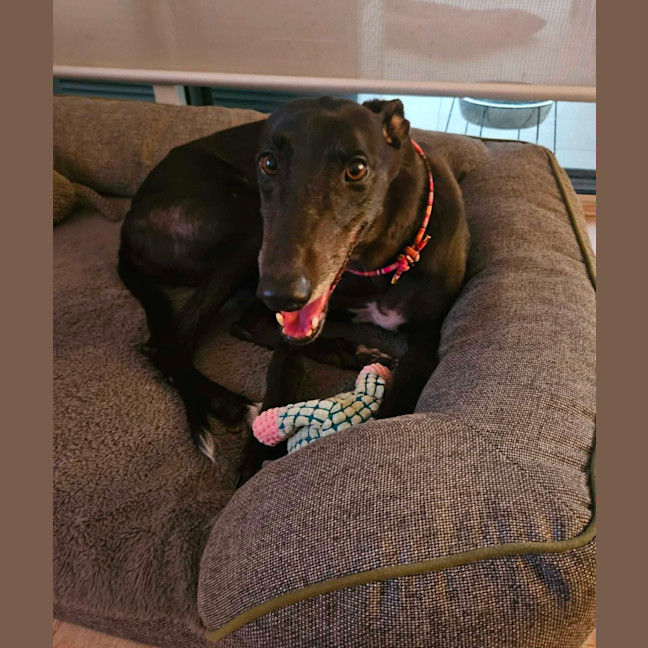 Photo of Zara, The Greyhound